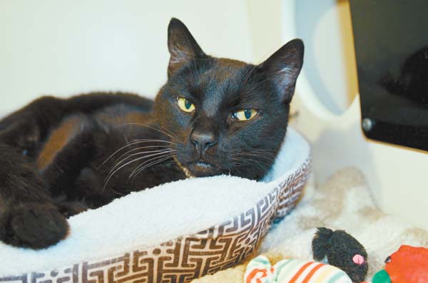 Pet of the Week